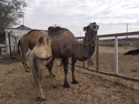 骆驼（批次，未指定性别）, Kazakh Bactrian camel — 照片 3