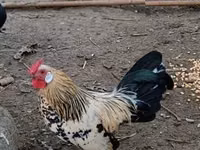 डेनिश हेन — फ़ोटो 2