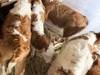 Ng'ombe dume, Simmental cattle — picha 2