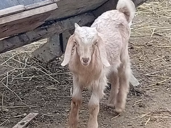 Billy Goat, Damask goat