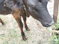 गाय, मवेशी — फ़ोटो 2