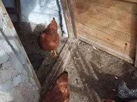 Chickens — फ़ोटो 4