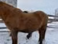 Hengst, Yakutian horse — Foto 5
