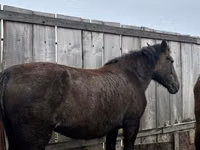 Faras dhaddig, Horse breed — sawirka 1