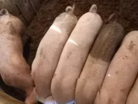 Boar, Pigs — photo 2