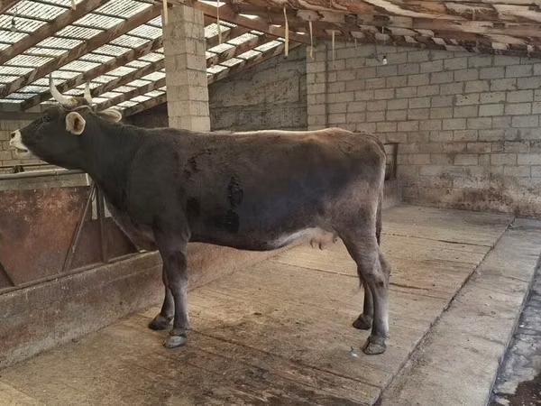 Cow, Swiss cattle