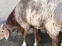 Carnero, Rhon sheep — foto 2