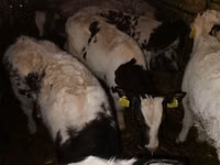 Ng'ombe (kikundi, jinsia haijatajwa), Russian Black pied cattle — picha 2