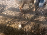 نعجة, Tian-Shan semifinewool sheep — الصورة 3