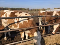 Cow, Red-spotted breed — photo 2