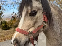 Farasi jike, Welsh Mountain Pony — picha 2