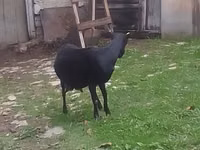 母山羊, Goats — 照片 3