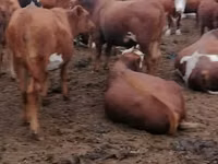Vaca, Vaca de estepa roja — foto 2