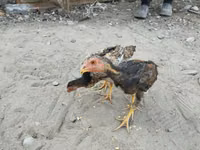 Chickens — फ़ोटो 7