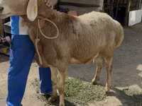 母羊, Baerchuke sheep — 照片 2