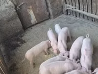 Pigs (batch, sex not specified) — photo 2