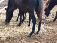 حصان, Welsh Mountain Pony — الصورة 1