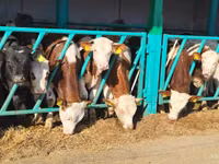 Ng'ombe dume, Simmental cattle — picha 3