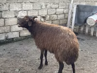 公羊, Red Karaman sheep — 照片 4