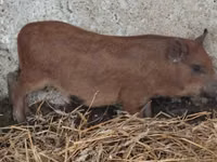 Boar — photo 1