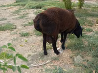 公羊, Baerchuke sheep — 照片 1