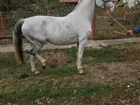 Faras dhaddig, Hungarian horse breed — sawirka 2