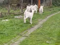 बकरी, Saanen goat — फ़ोटो 2