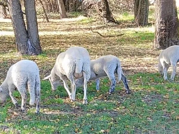 Sheep (batch, sex not specified), Sheep