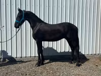 घोड़ा, Friesian — फ़ोटो 4