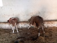 Toro, Simmental cattle — foto 1