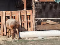كبش, Edilbay sheep — الصورة 7