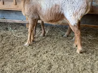 Oveja, Arashan sheep — foto 5