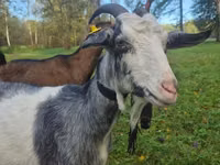 Ziege, Alpine goat — Foto 4