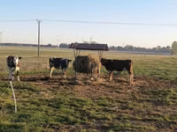 Cow, Russian Black pied cattle — photo 1