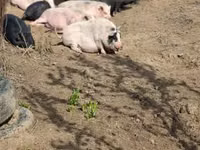Schweine (Partie, Geschlecht nicht angegeben) — Foto 5