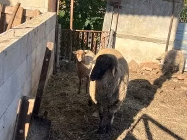 भेड़ें (लॉट, लिंग निर्दिष्ट नहीं), Cameroon sheep