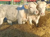 गाय, Charolais cattle — फ़ोटो 1