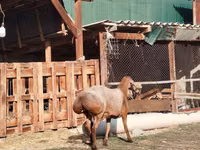 كبش, Edilbay sheep — الصورة 4