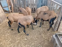 母羊, Cameroon sheep — 照片 3