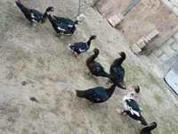 Ducks — الصورة 4