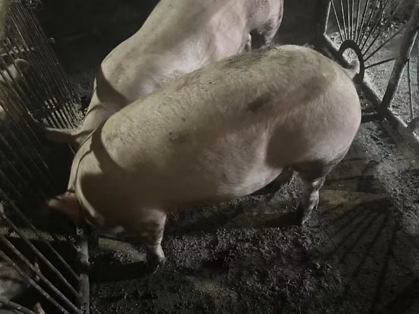 公猪, Pigs