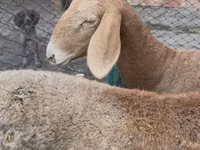 Sheep, Arashan sheep — photo 5