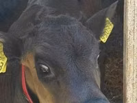 Cattle (batch, sex not specified), Russian Black pied cattle — photo 2