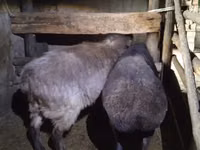 母羊, Adal sheep — 照片 2