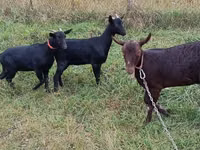 Ri’ dhaddig, Murcia-Granada goats — sawirka 3