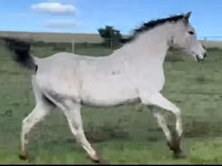 Horse (M), Arabian horse — photo 5