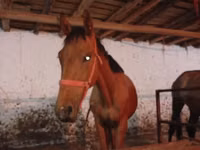 Hengst, Manipuri pony — Foto 6
