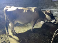 Lo’, Simmental cattle — sawirka 2