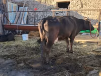 母牛, Swedish red cattle — 照片 1
