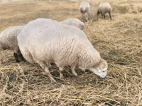 Ram, Bardhoka sheep — photo 1